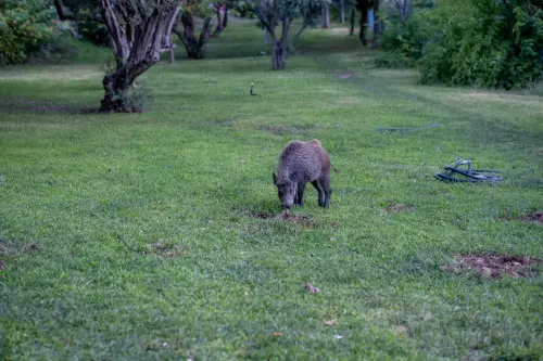 Perugia, Life Strade riduce dell’80% gli incidenti con fauna