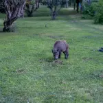 Perugia, Life Strade riduce dell’80% gli incidenti con fauna